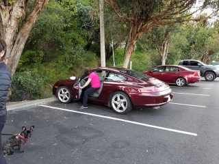 My dog Sylvie watching a grandma get into a maroon 996